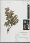 Foto von Salix arenaria L.